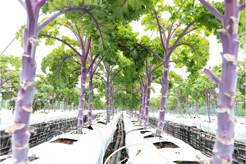 All Hail Kale - the Queen of Greens