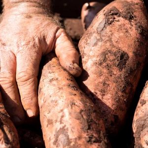 field-grown-sweet-potato-farming-hydro-produce-australia
