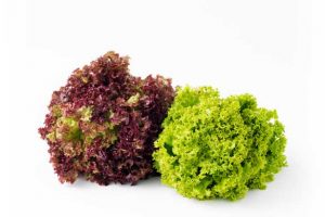 Leafy Fresh Red & Green Coral Lettuce