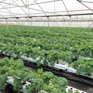 Find out more about hydropnics