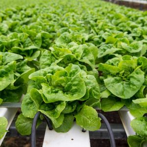 What is hydroponics?