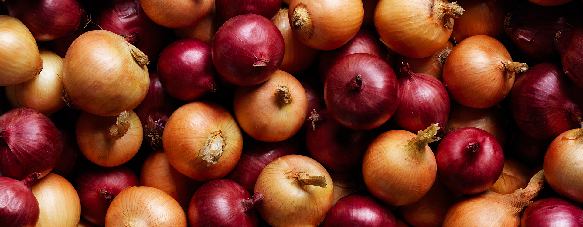 ONIONS Fresh Grown Year Round By Hydro Produce Australia