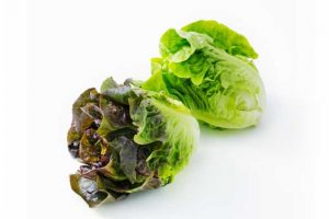 Tender & Sweet Little Gem Lettuce