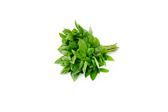 Fresh Fragrant Green Basil