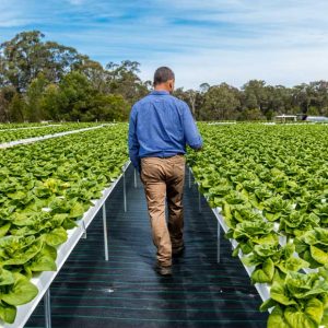 hydroponic-farming-australia-hydro-produce
