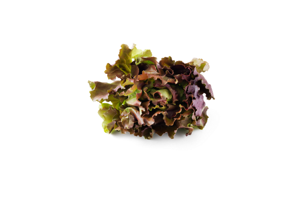 Leafy Fresh Mignonette Lettuce