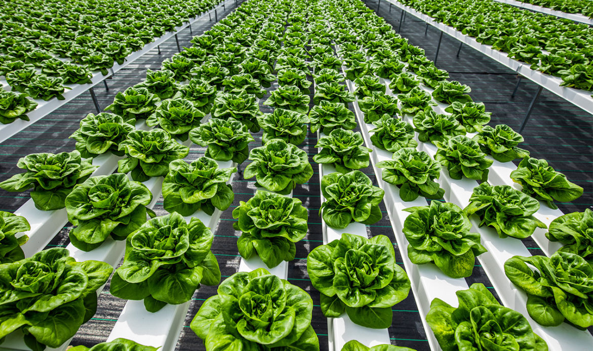 Lettuce Explain A Guide To Lettuce Types & Best Uses Hydro Produce