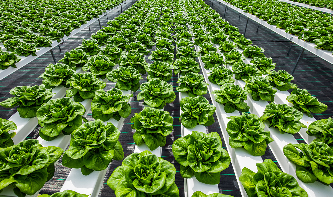 Lettuce Explain A Guide To Lettuce Types & Best Uses Hydro Produce