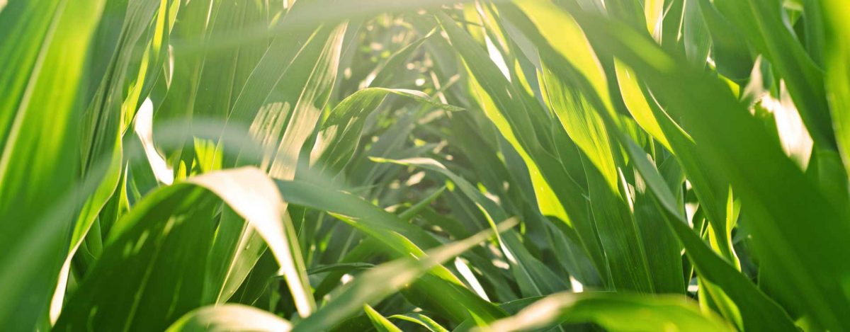 Let's celebrate Spring!