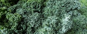 farm-fresh-hydroponically-grown-kale-suppliers-hydro-produce-australia.jpg